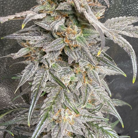 Toof Decay x Walter White  growlog timeline photo