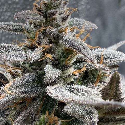 Toof Decay x Walter White  growlog timeline photo