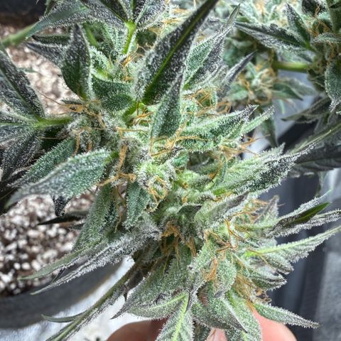 Toof Decay x Walter White  growlog timeline photo