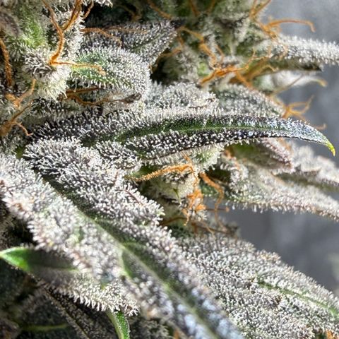 Toof Decay x Walter White  growlog timeline photo