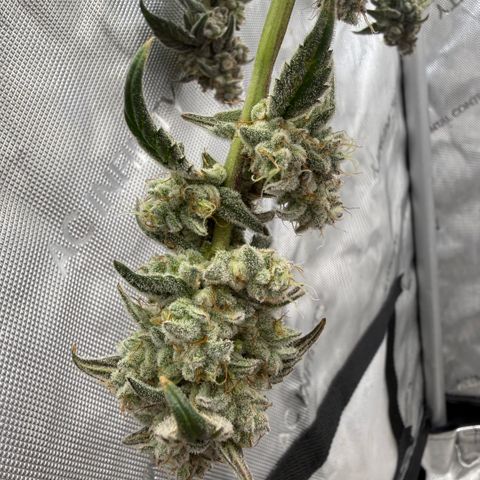 MephistO’z  growlog timeline photo