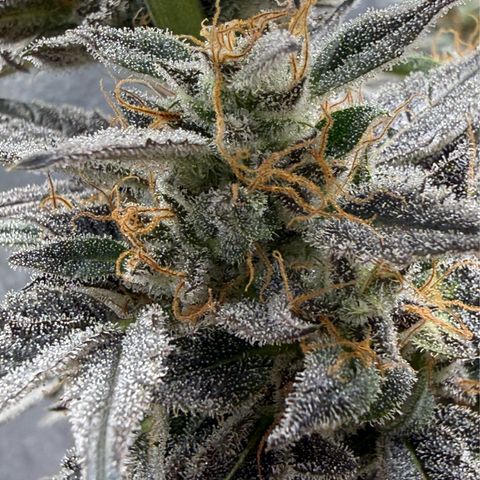 Toof Decay x Walter White  growlog timeline photo