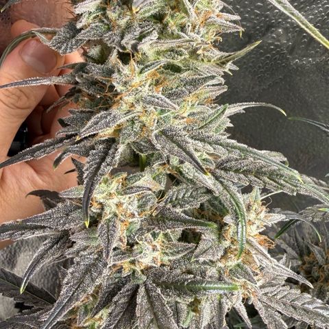 Toof Decay x Walter White  growlog timeline photo