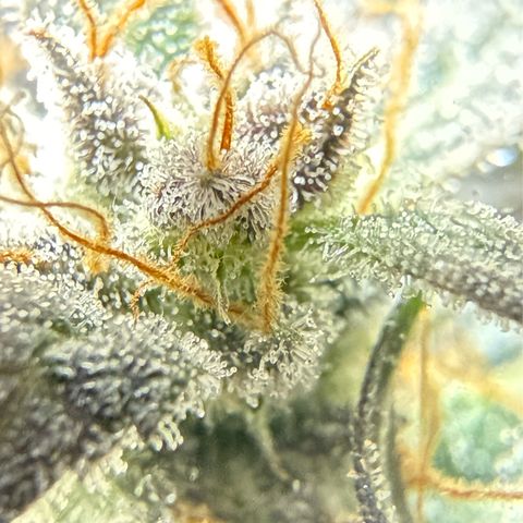 Toof Decay x Walter White  growlog timeline photo