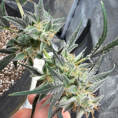 Toof Decay x Walter White  growlog timeline photo