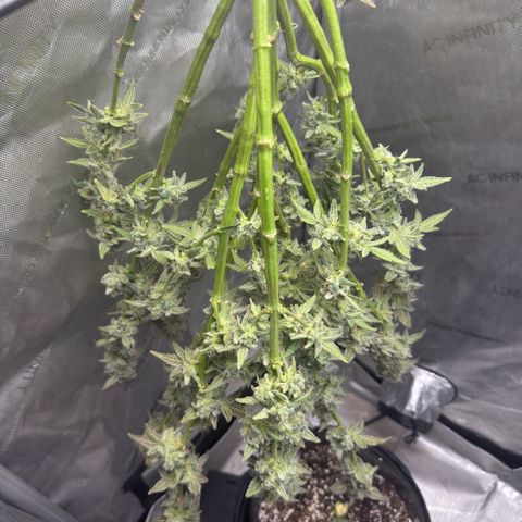 MephistO’z  growlog timeline photo