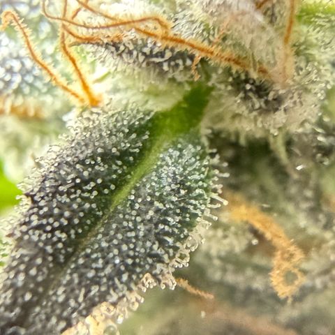 Toof Decay x Walter White  growlog timeline photo