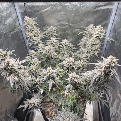 Toof Decay x Walter White  growlog timeline photo