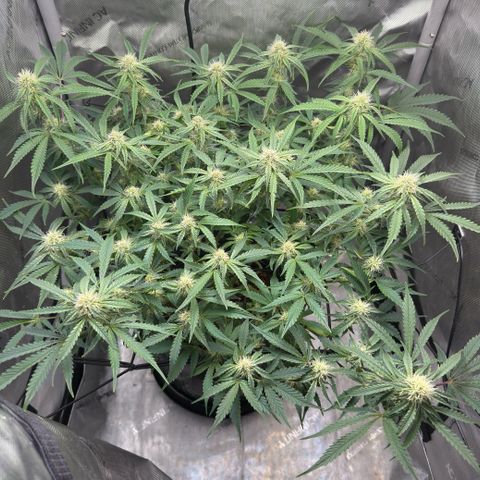 Kalimotxo Kush  growlog timeline photo