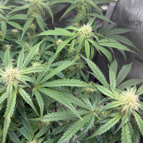 Kalimotxo Kush  growlog timeline photo