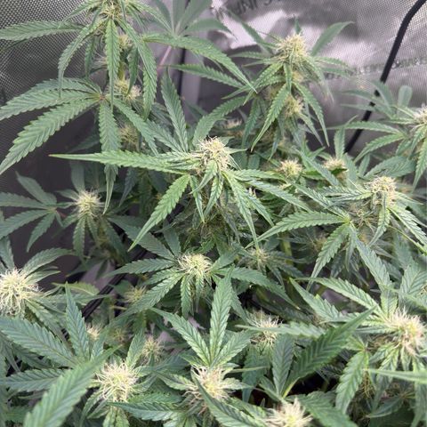 Kalimotxo Kush  growlog timeline photo