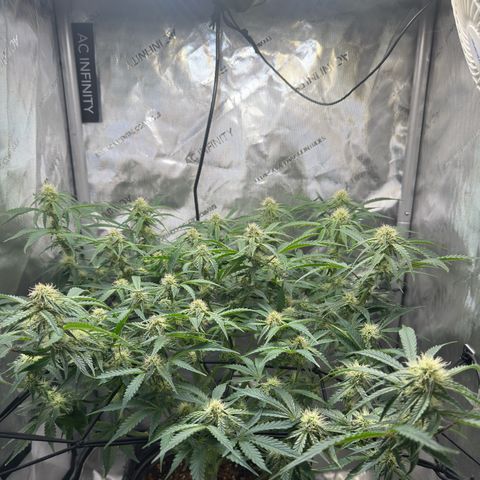 Kalimotxo Kush  growlog timeline photo