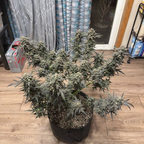 Toof Decay x Walter White  growlog timeline photo