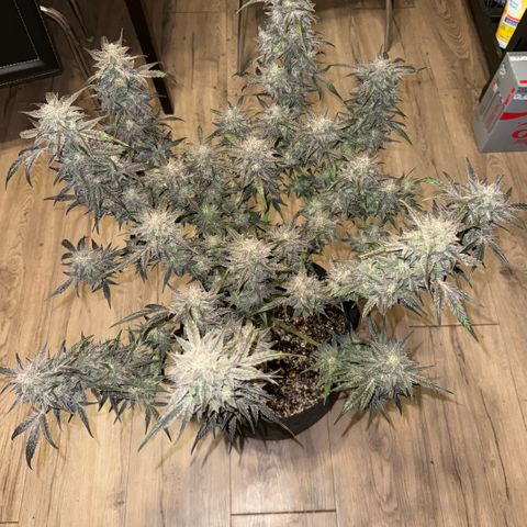 Toof Decay x Walter White  growlog timeline photo