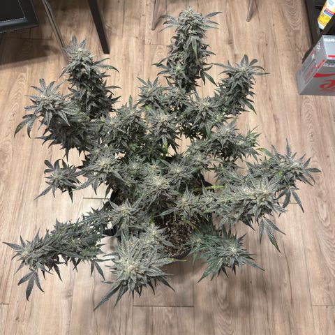 Toof Decay x Walter White  growlog timeline photo