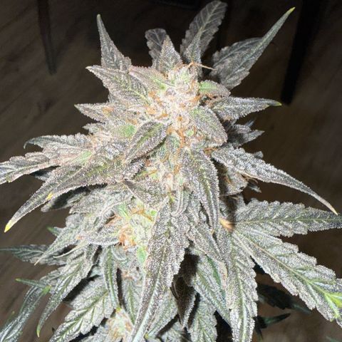 Toof Decay x Walter White  growlog timeline photo