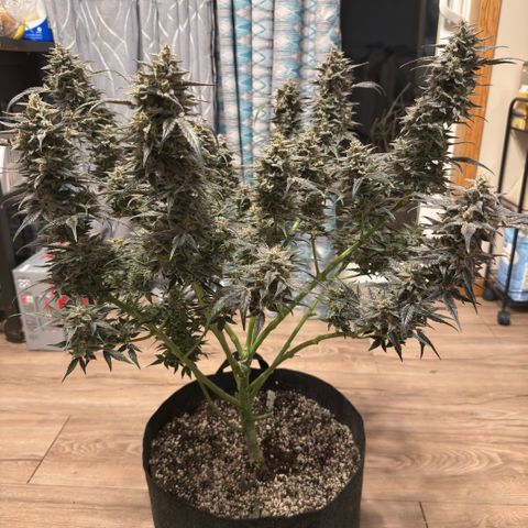 Toof Decay x Walter White  growlog timeline photo