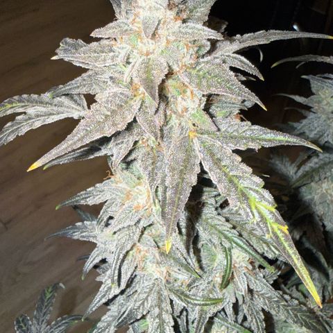 Toof Decay x Walter White  growlog timeline photo