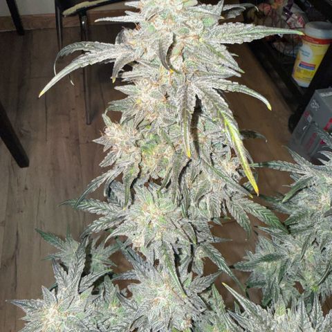 Toof Decay x Walter White  growlog timeline photo