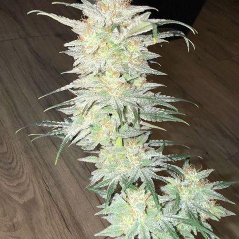 Toof Decay x Walter White  growlog timeline photo