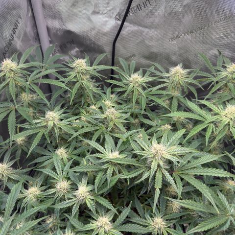 Kalimotxo Kush  growlog timeline photo