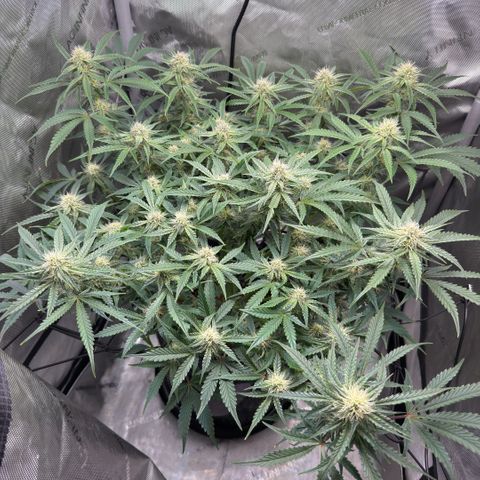 Kalimotxo Kush  growlog timeline photo