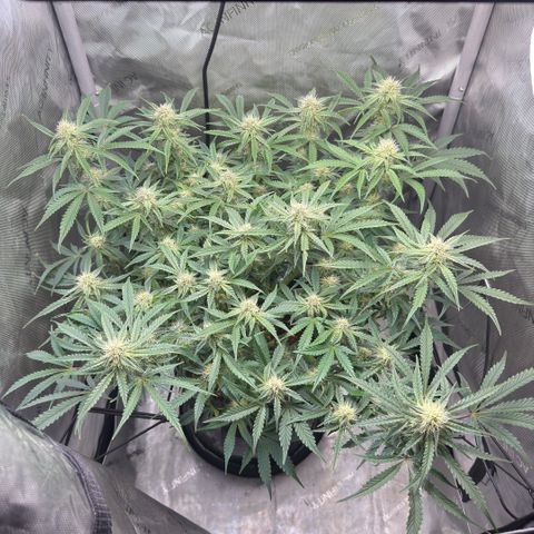 Kalimotxo Kush  growlog timeline photo