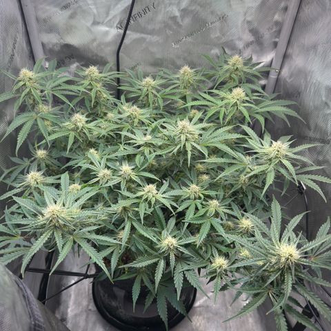 Kalimotxo Kush  growlog timeline photo