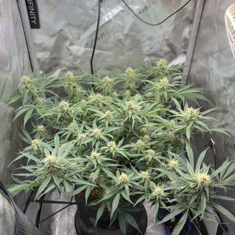 Kalimotxo Kush  growlog timeline photo