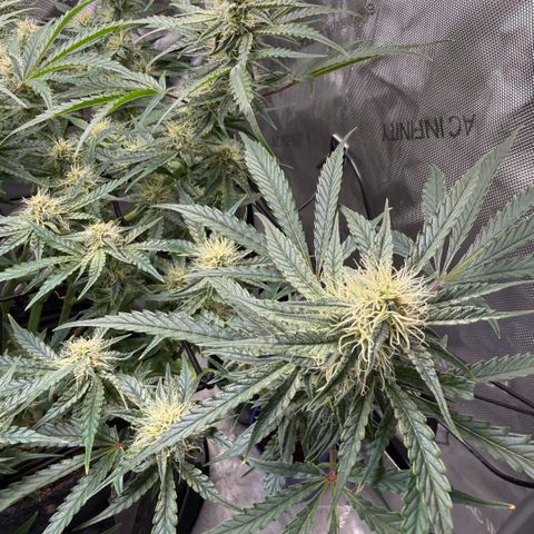 Kalimotxo Kush  growlog timeline photo