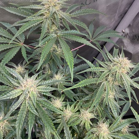 Kalimotxo Kush  growlog timeline photo