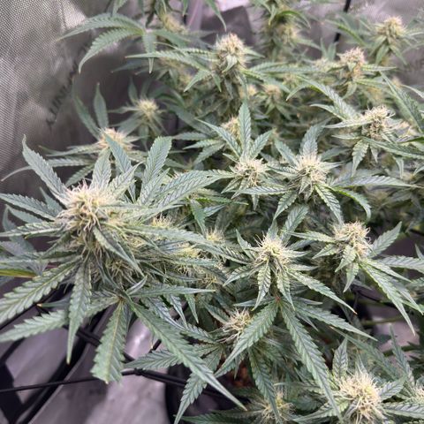 Kalimotxo Kush  growlog timeline photo