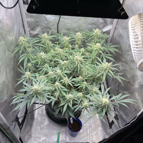 Kalimotxo Kush  growlog timeline photo