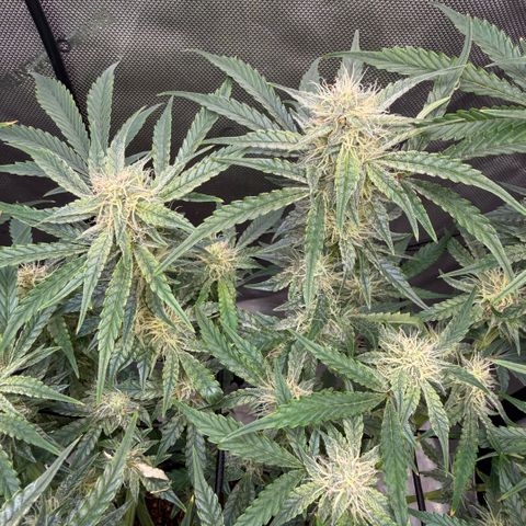 Kalimotxo Kush  growlog timeline photo