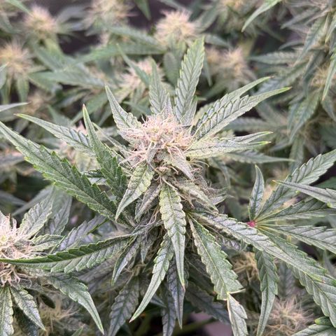 Kalimotxo Kush  growlog timeline photo