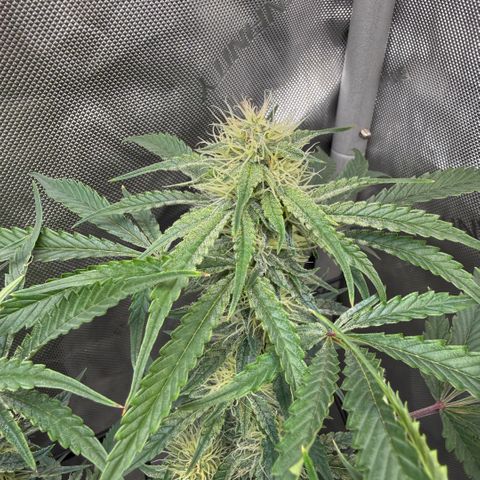 Kalimotxo Kush  growlog timeline photo