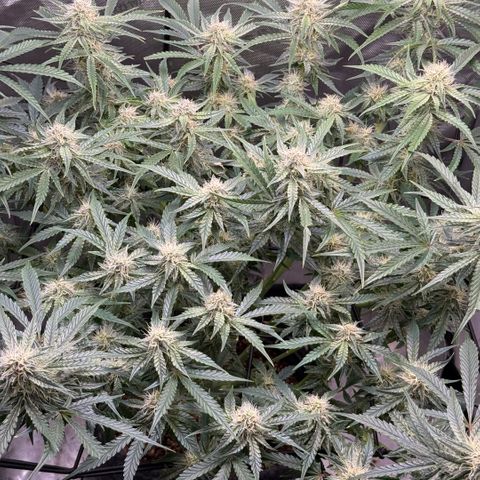 Kalimotxo Kush  growlog timeline photo