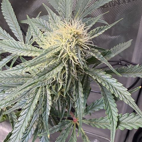 Kalimotxo Kush  growlog timeline photo