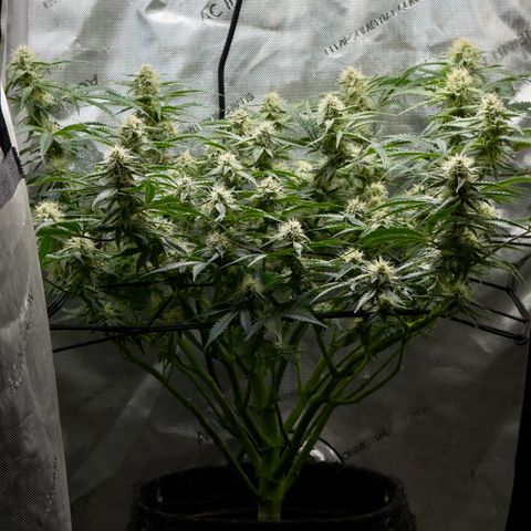 Kalimotxo Kush  growlog timeline photo