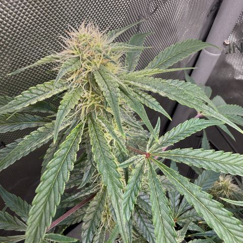Kalimotxo Kush  growlog timeline photo