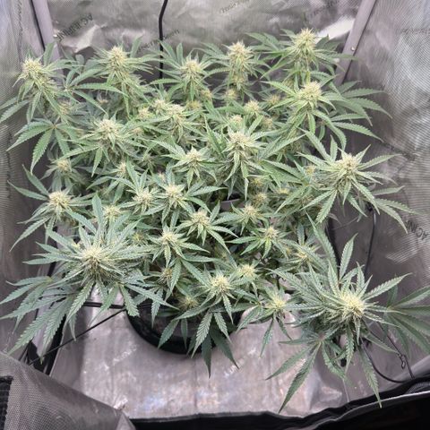 Kalimotxo Kush  growlog timeline photo