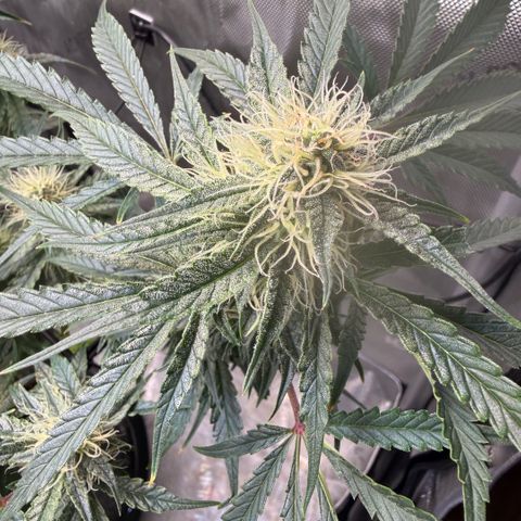 Kalimotxo Kush  growlog timeline photo