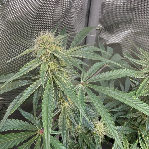 Kalimotxo Kush  growlog timeline photo
