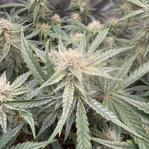 Kalimotxo Kush  growlog timeline photo