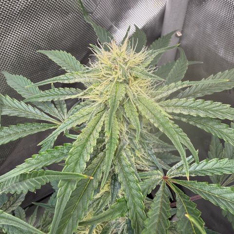 Kalimotxo Kush  growlog timeline photo