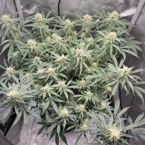 Kalimotxo Kush  growlog timeline photo