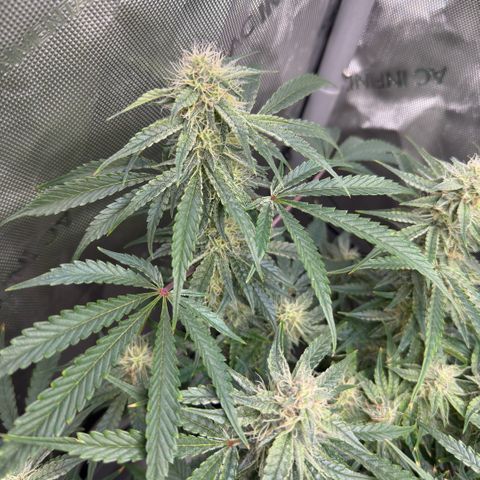 Kalimotxo Kush  growlog timeline photo