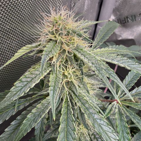Kalimotxo Kush  growlog timeline photo