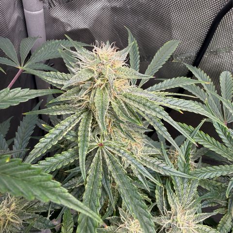 Kalimotxo Kush  growlog timeline photo