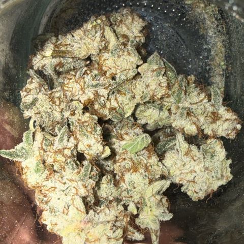 MephistO’z  growlog timeline photo
